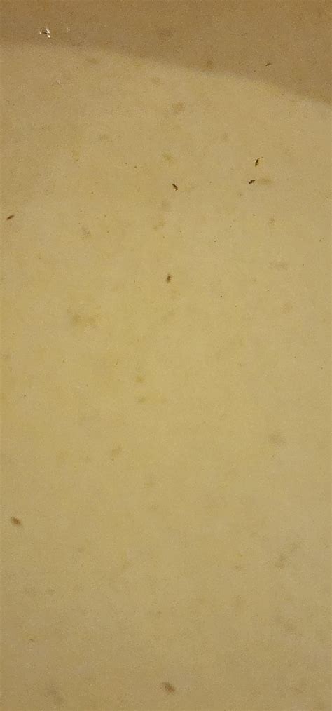 please help! found drowned bugs in ball python water dish. detail in comments : r/snakes