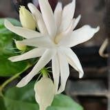 Crossandra Yellow - Flowering Plants– Exotic Flora