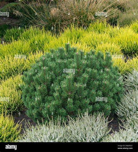 Crooked pine (Pinus mugo 'Humpy'), common heather (Calluna vulgaris ...
