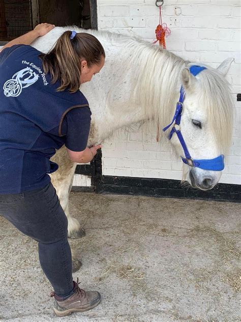 Equine Touch Foundation Part 2 Course - limited places available ...