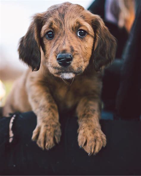 Dachshund Golden Lab Mix