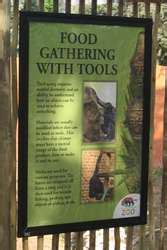 ZooLex Exhibit - Ape House