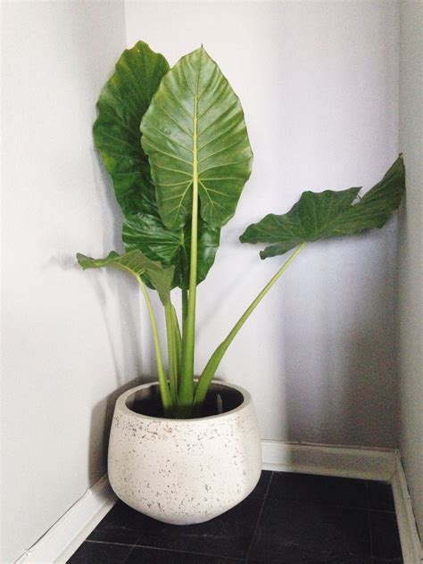 Alocasia Calidora: Majestic Elephant Ears Indoor Plant