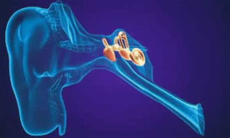 Is intratympanic oxytocin effective for treating cisplatin induced ...