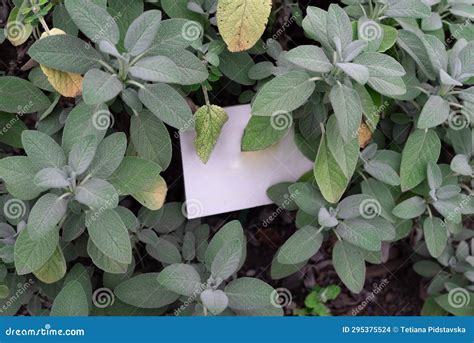 Blurry Spanish Sage Growing in Spring Garden, Salvia Lavandulifolia ...