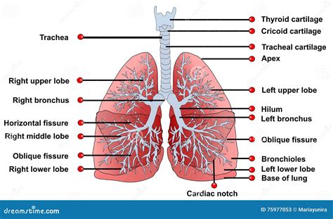 Lung Anatomy Diagram