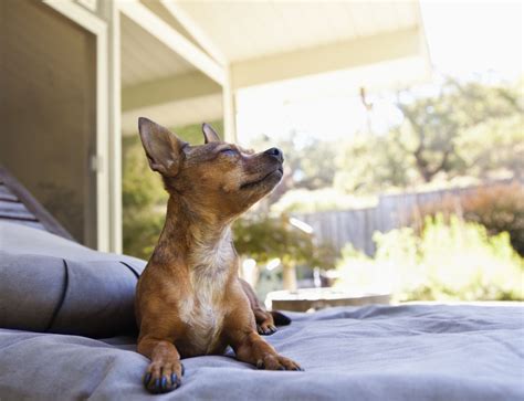 How Do Dog Cooling Mats Work at Melissa Wolf blog