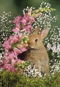Image result for Cute Baby Bunnies