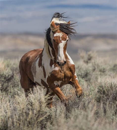 WILD MUSTANG - Wild Mustang, Sand Wash Basin, Colorado | Wild horses ...