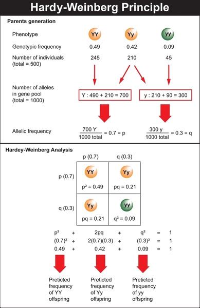 Image result for Genotype Frequency Analysis