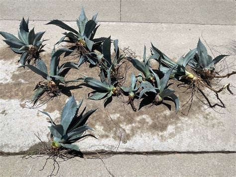 FREE Century Plant Agave Pups for Sale in San Diego, CA - OfferUp