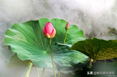 Three great summer poems, with beautiful words and classic sentences ...