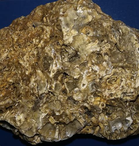 Image result for Sea Shell Fossil