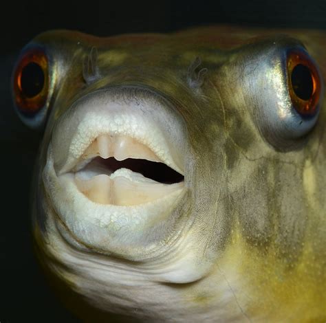 Fahaka Puffer Teeth