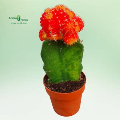 Madhumalti Plant