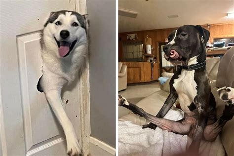 Humorous Dogs 的图像结果