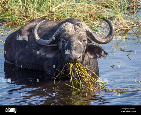 Water Buffalo Eating Lions at Kara Ward blog