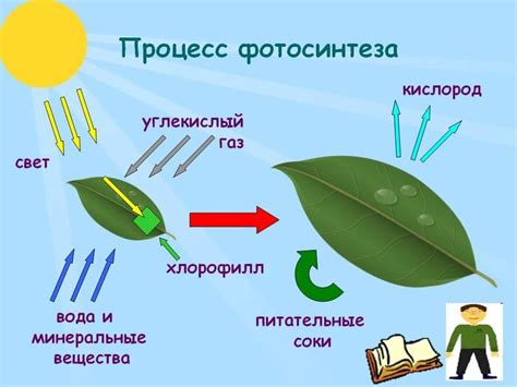 Схема фотосинтеза в рисунках для учеников 6 класса