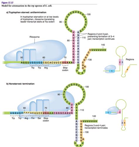 Attenuation Of Gene Expression at Gary Cathey blog