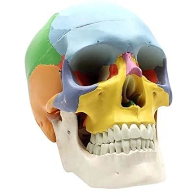 Buy BoNew 1:1 Size Human Skull Anatomical Anatomy Skeleton Medical ...