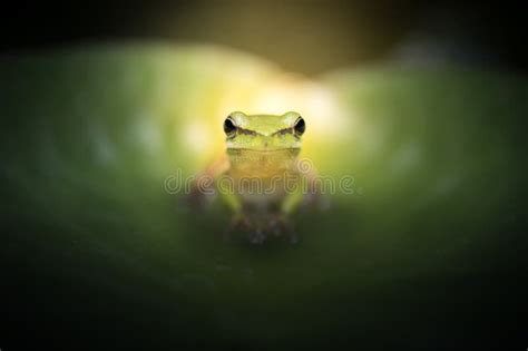Eastern Tree Frog 的图像结果
