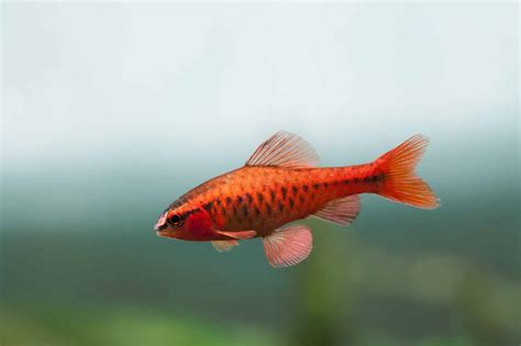 Transform Your Tank with These 10 Beautiful Red Freshwater Fish - A-Z ...