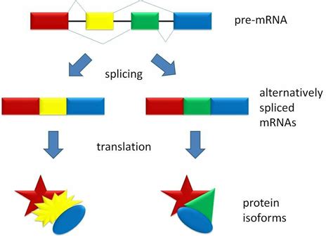 what is alternative splicing ? - Brainly.in