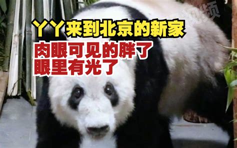 5月29日，北京动物园已为丫丫准备好新家，肉眼可见的胖了，眼里有光了！
