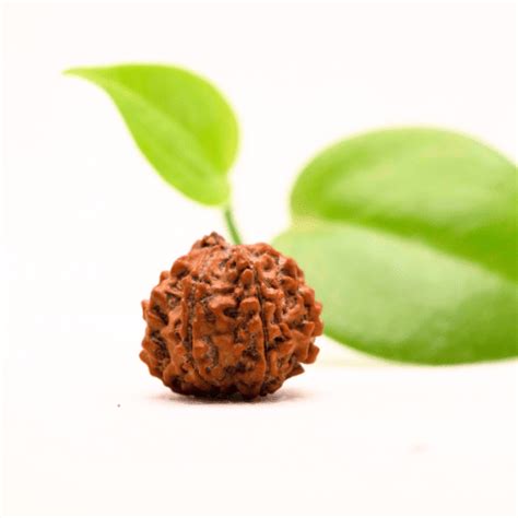 8 Mukhi Nepali Rudraksha - Regular – Adiyogi Rudraksh & Adiyogi Gemstones