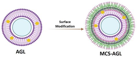 Mannosylated-Chitosan-Coated Andrographolide Nanoliposomes for the ...