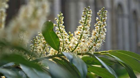 English Laurel vs. Cherry Laurel: What's the Difference? - A-Z Animals
