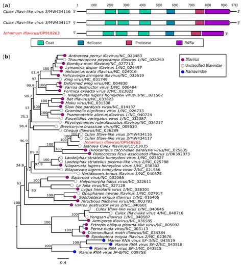 Shotgun Metagenomic Sequencing Reveals Virome Composition of Mosquitoes ...