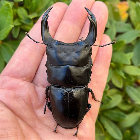 【美形】佐賀県神埼郡神埼町産”オオクワガタペア（♂81mm） # 8053−101 | Dorcus NAVI ショップ