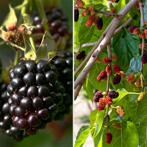 The Sweetest Blackberry Variety You'll Want in Your Garden - Cedar ...