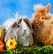 Image result for Pink Easter Bunnies