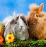 Image result for Adorable Baby Teacup Bunnies