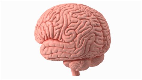 Image result for Brain Machine Learning Vector