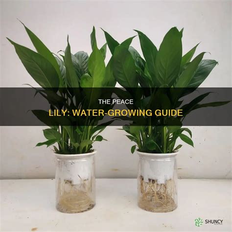 The Peace Lily: Water-Growing Guide | ShunCy