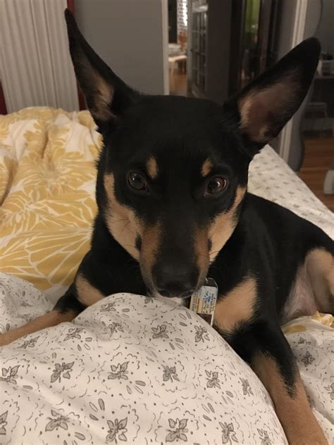 Can Dogs Eat Jelly Beans - mixpost