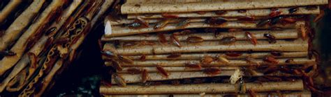 Cockroach Fumigation 的图像结果