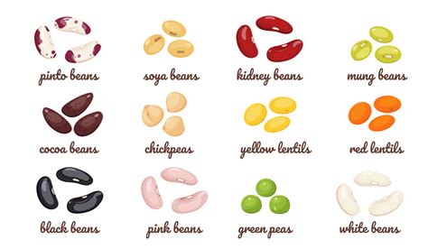 Legumes with different types of beans. Vector set of lentil seeds ...