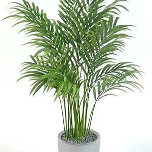 Guruji Plantation Live Indoor Palm Plant For Home and Office with Pot ...