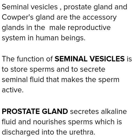 what is the role of seminal vesicles and the prostate gland ?State the ...