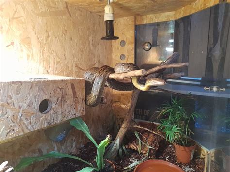 Image result for Netzpython Zwerg