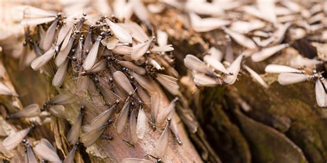 Image result for Termite Update