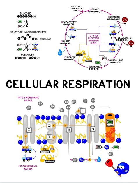 Cellular Respiration Diagram Simple
