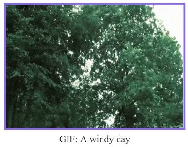 Transpiration: Definition, Types, Significance & Properties | AESL