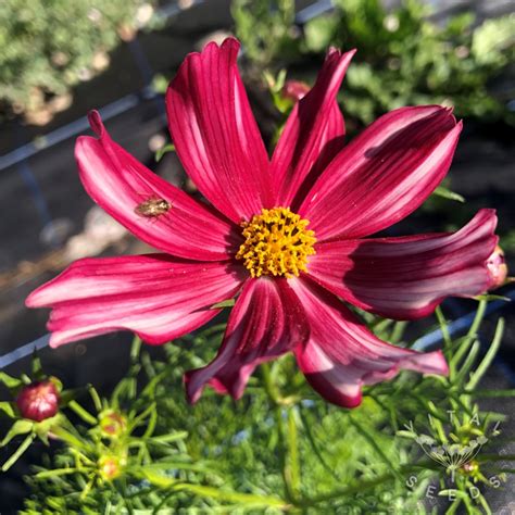 How to grow cosmos - Vital Seeds