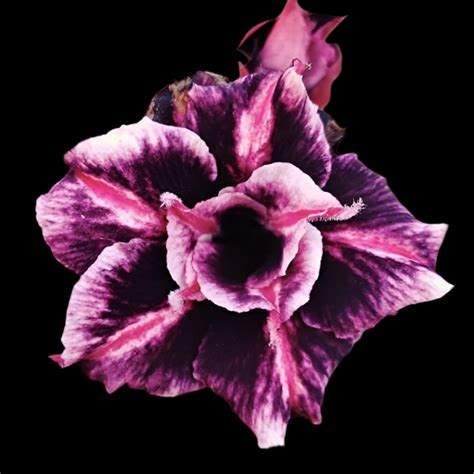 Adenium RN5 - Mature