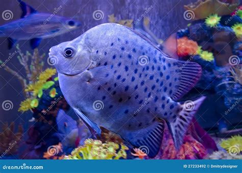 Catching Exotic Fish for Aquarium 的图像结果